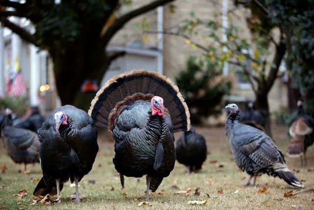 A half-dozen turkeys grouped in a suburban yard