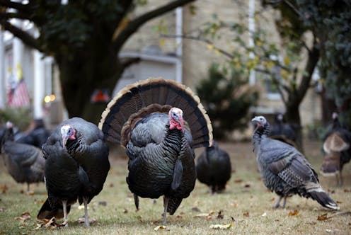 Wild turkey numbers are falling in some parts of the US – the main reason may be habitat loss