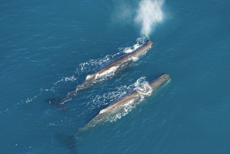 Aerial view of two sperm whales off the coat of Kaikoura