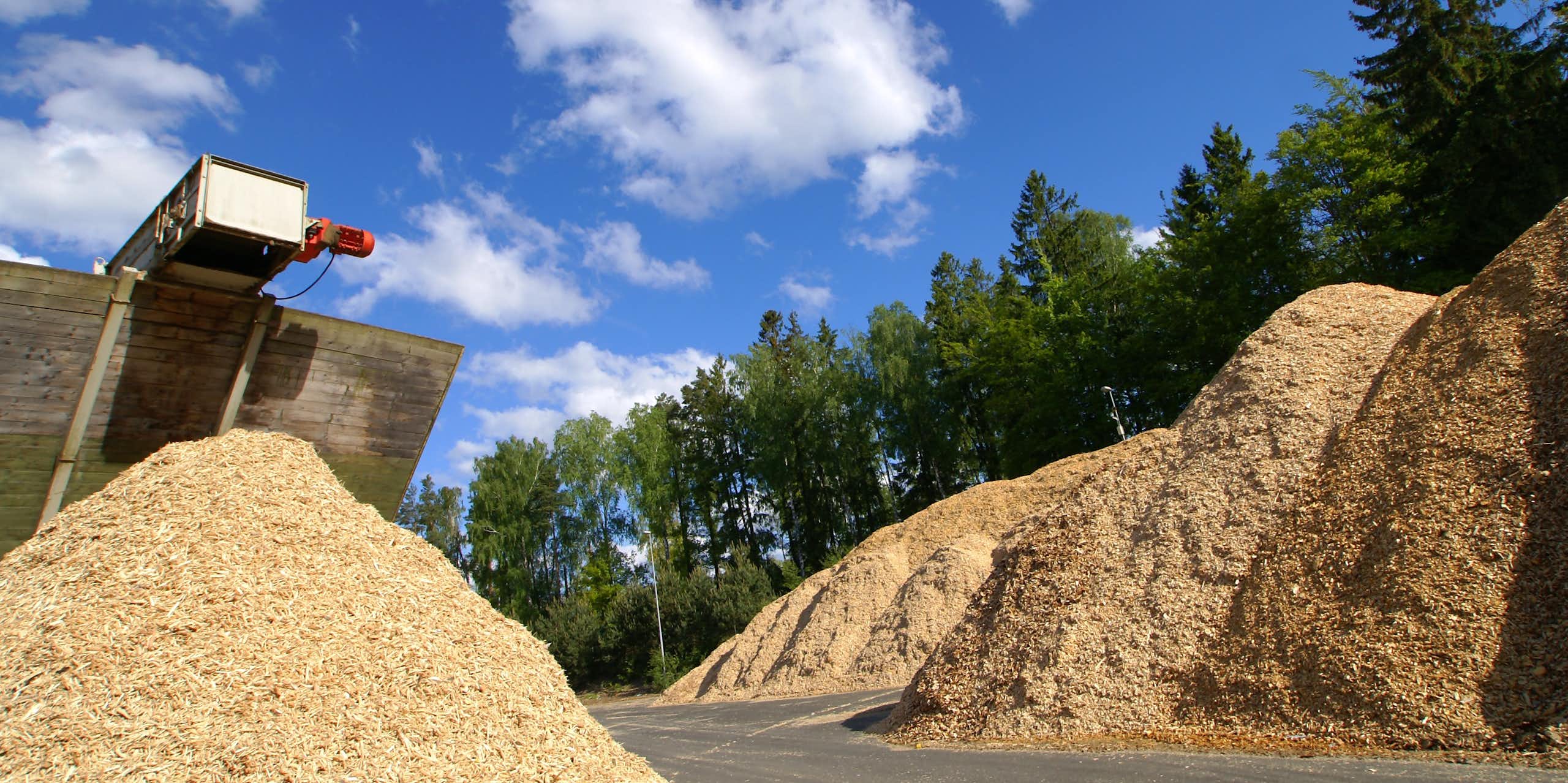 Desmontando mitos del uso de biomasa forestal para generar energía