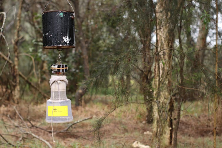 A mosquito trap comprised of a black bucket, battery operated motor and a plastic collection container.