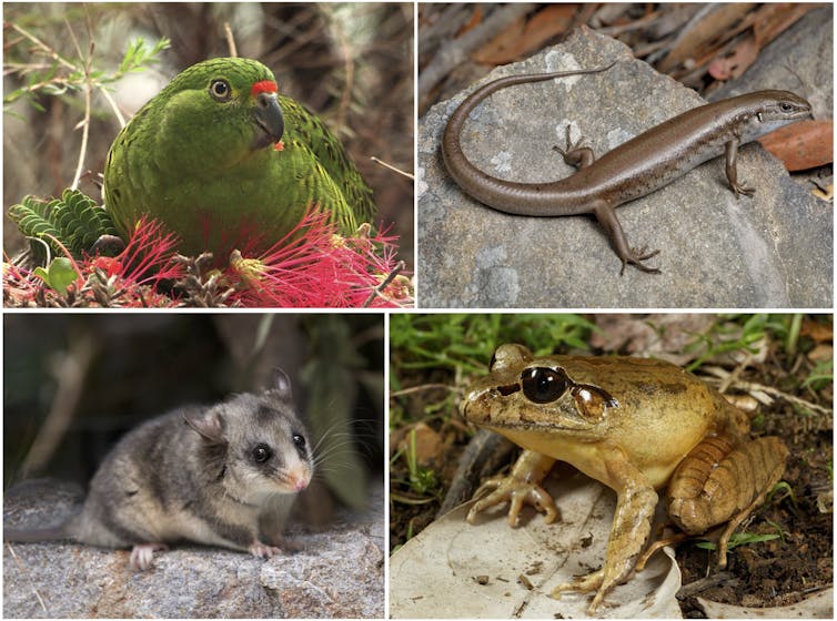 Composite image showing four fire-threatened species - the kyloring (western ground parrot), mountain skink, stuttering frog and mountain pygmy possum