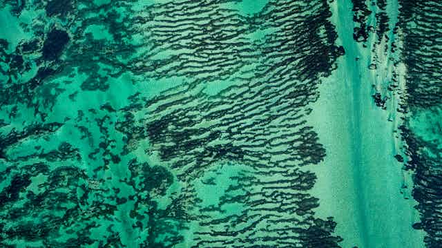aerial shot of green blue water, dark patches of seagrass meadow striated across sea floor