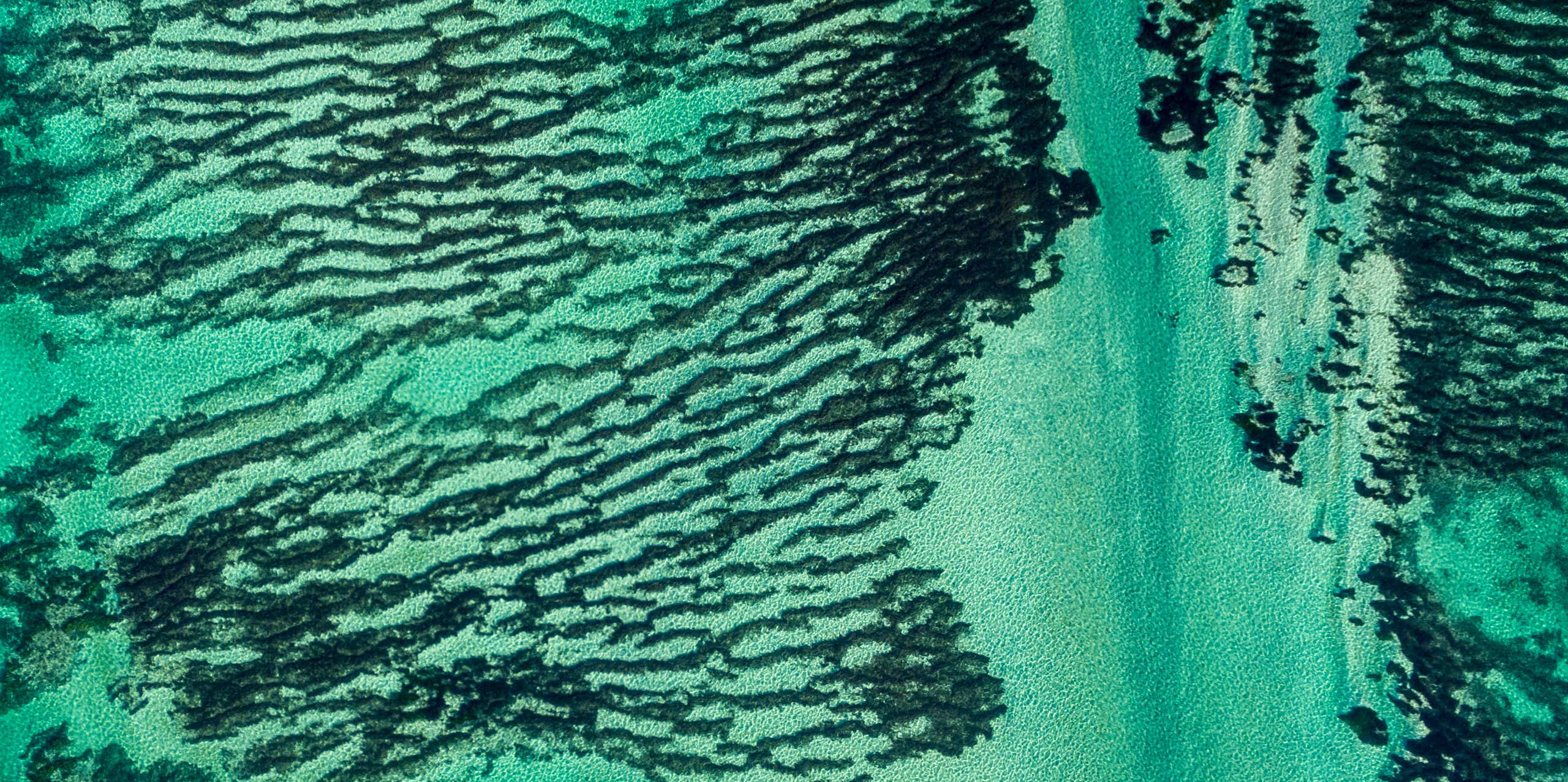 aerial shot of green blue water, dark patches of seagrass meadow striated across sea floor