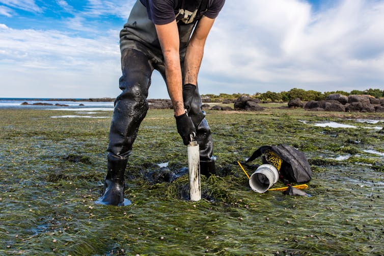green foreshore, man in wellies with gloves placing white sampling equipment into seabed