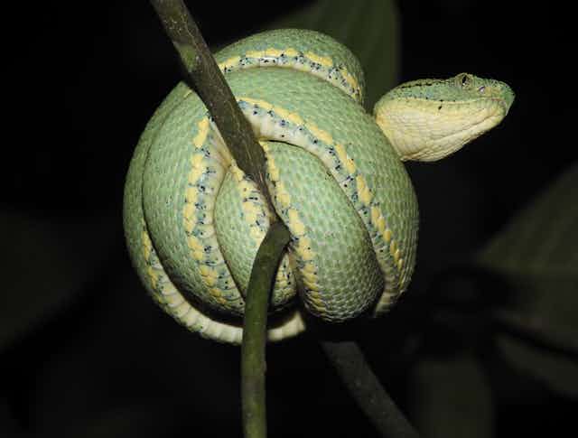 Foto mostra cobra verde enrolada sobre si mesma num galho de árvore