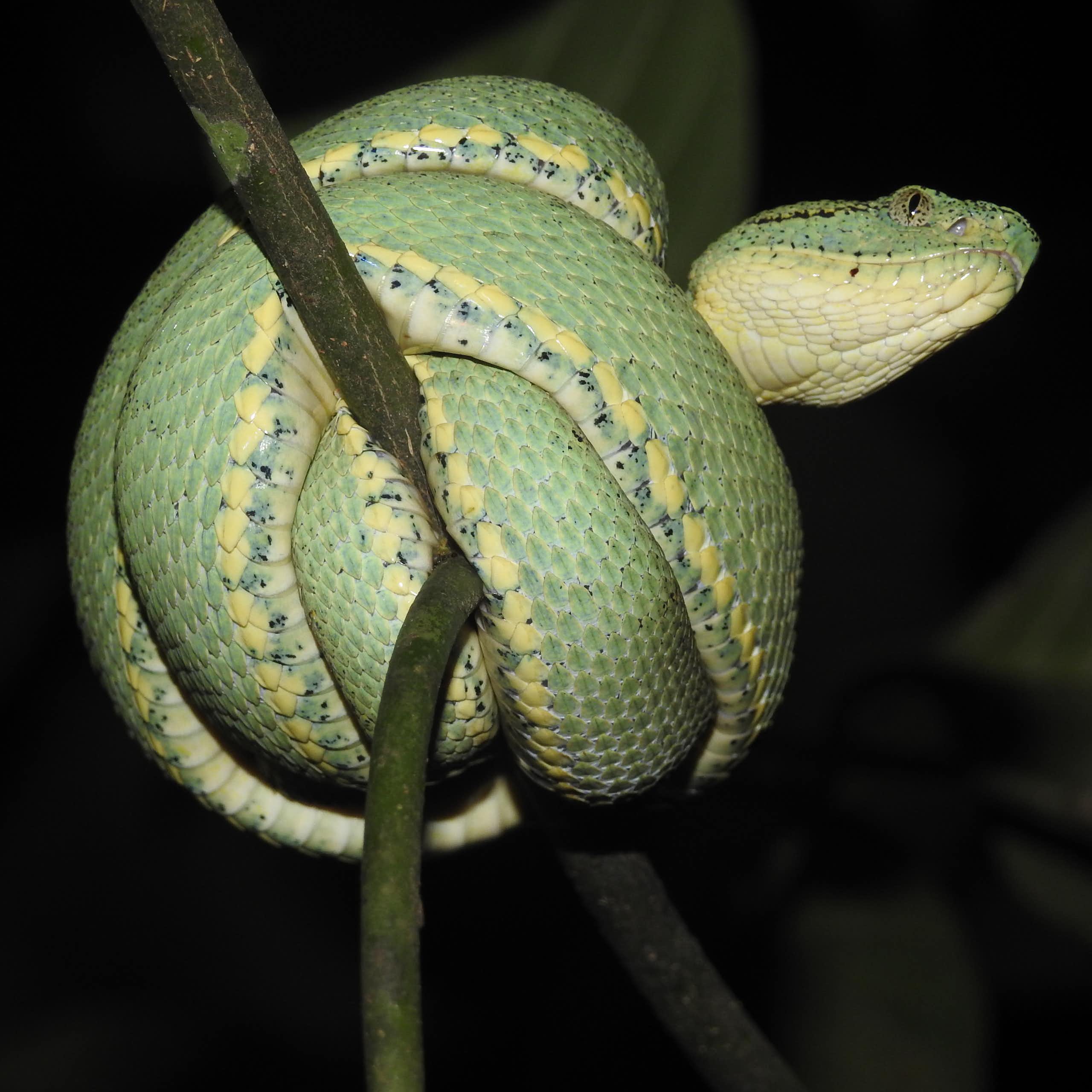 Foto mostra cobra verde enrolada sobre si mesma num galho de árvore
