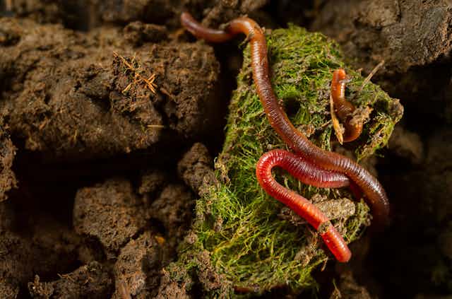 Close up of earthworm on fertile soil