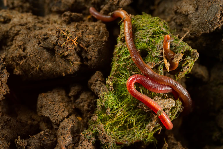 Close up of earthworm on fertile soil