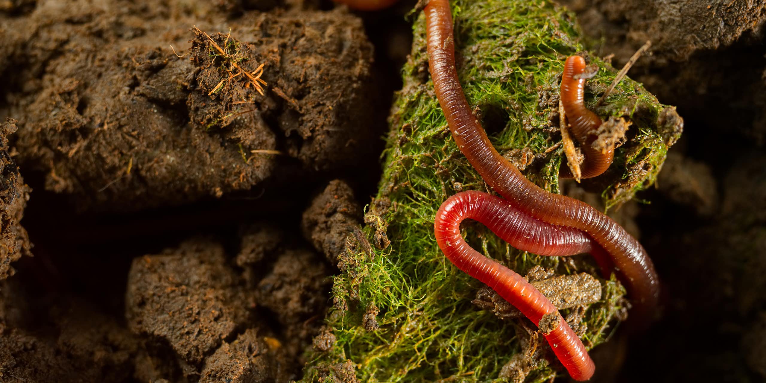 Close up of earthworm on fertile soil