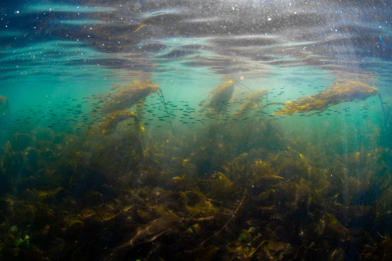 Fish swim through a kelp forest.