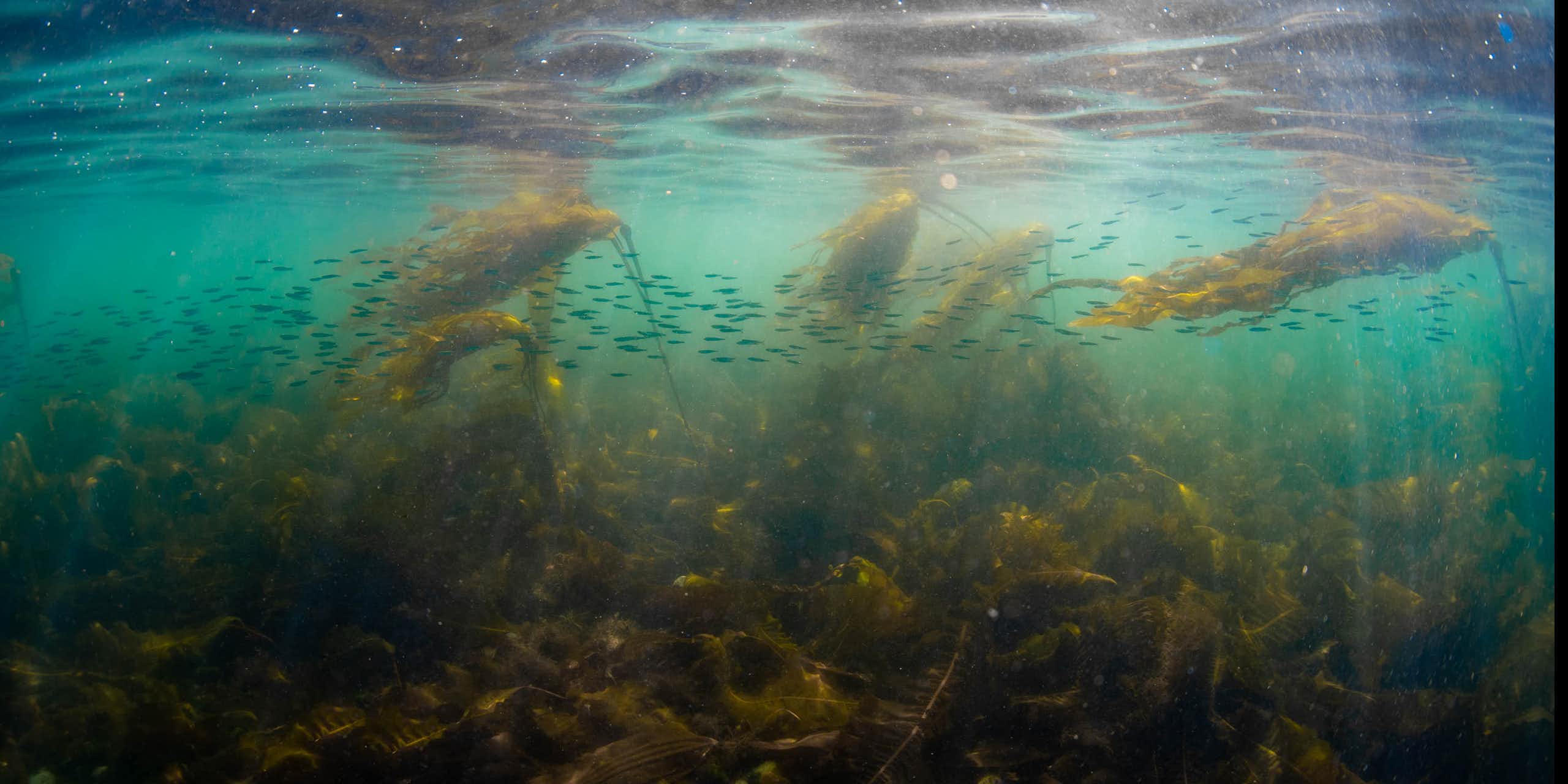Fish swim through a kelp forest.