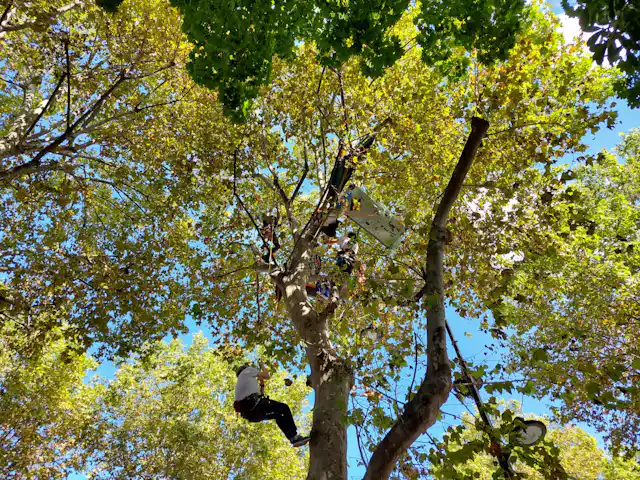 shot looking up at green leafy trees, blue sky in background, one single male protestor climbing up ropes to platform within branches