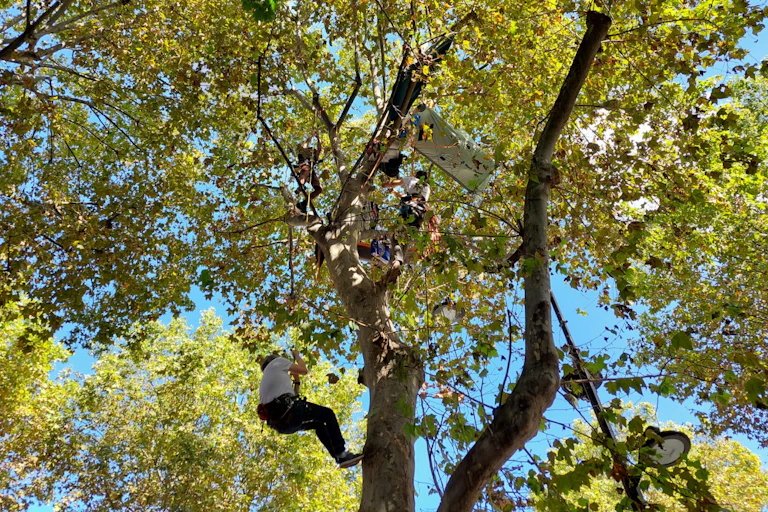 shot looking up at green leafy trees, blue sky in background, one single male protestor climbing up ropes to platform within branches