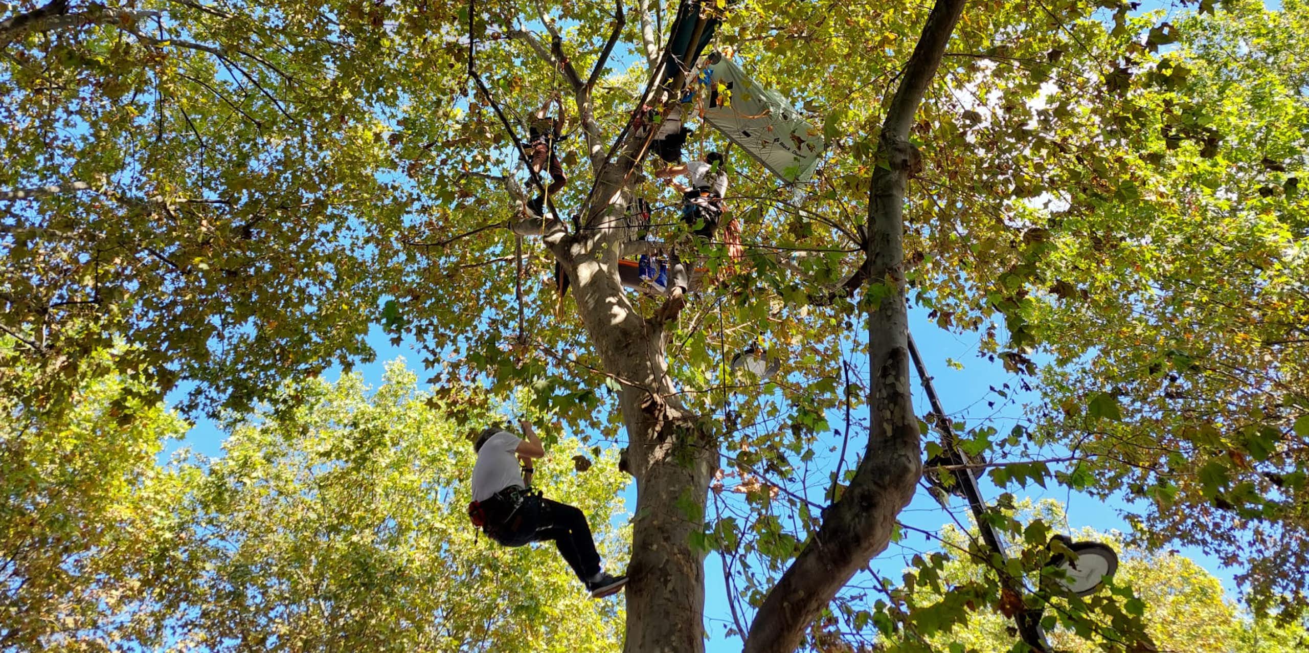 shot looking up at green leafy trees, blue sky in background, one single male protestor climbing up ropes to platform within branches