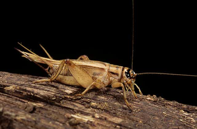 Field cricket on a log