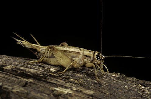 Why don’t female crickets chirp?
