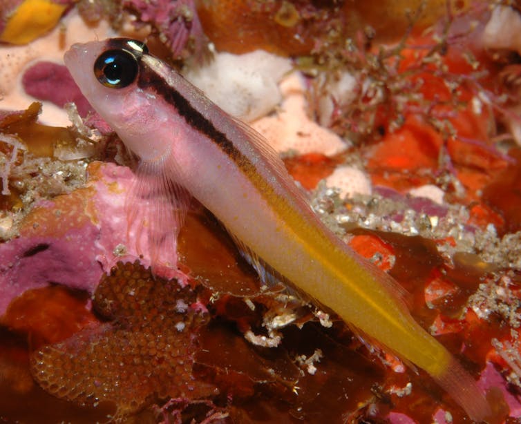 Yellow black triplefin