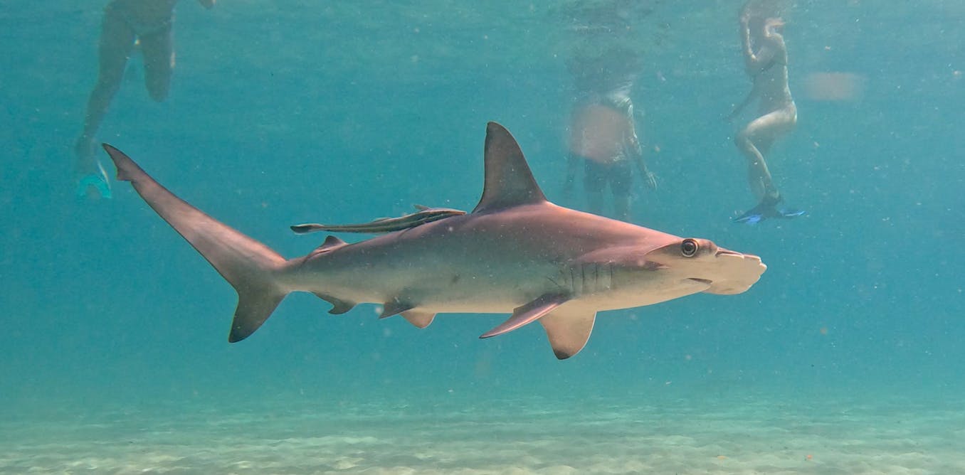 Masses of scalloped hammerheads have returned to one of Australia’s busiest beaches. But we don’t need to panic