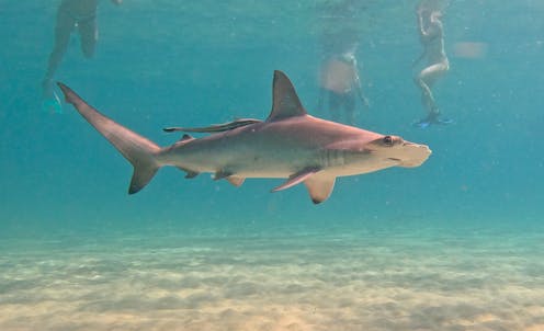 Masses of scalloped hammerheads have returned to one of Australia’s busiest beaches. But we don’t need to panic