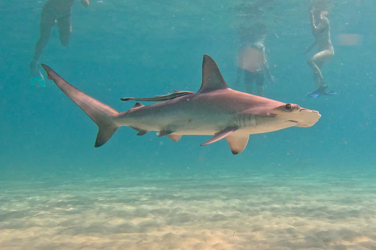 young scalloped hammerhead