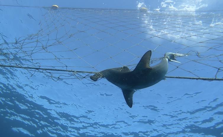 dead shark in shark net