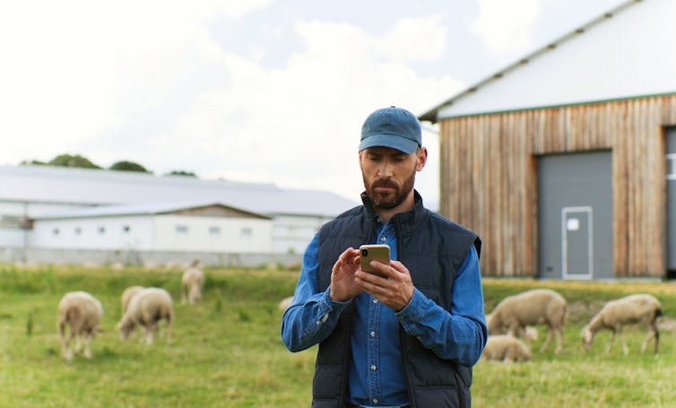 Farmer holding smartpphone outdoors. Sheep at grazing pasture in background.
