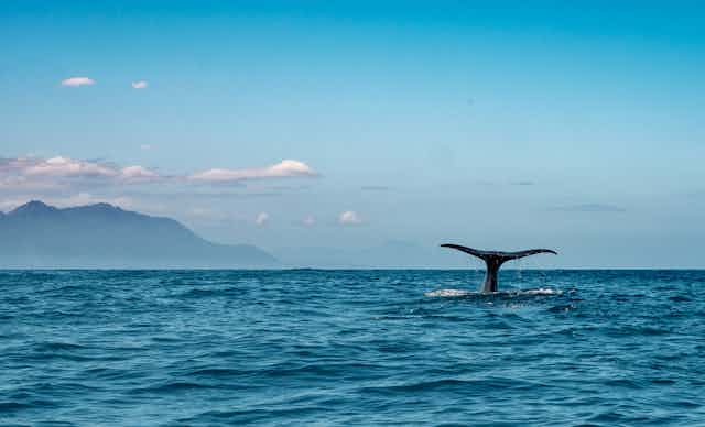 seascape, blue sky with mountains in distance, whale tail above the surface to right of pic