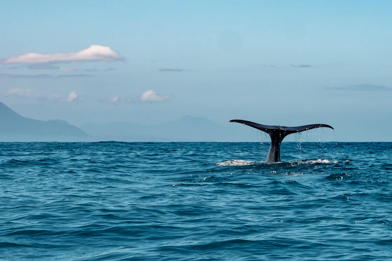 seascape, blue sky with mountains in distance, whale tail above the surface to right of pic