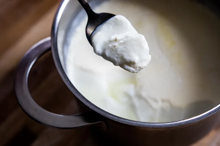 Close-up of a spoonful of homemade yogurt