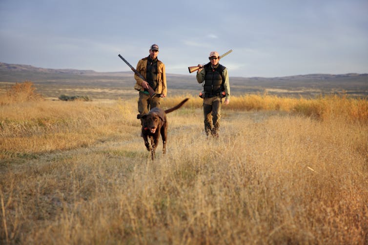 Two mean wearing jackets and holding shotguns as they walk across a grassy field with a dog.