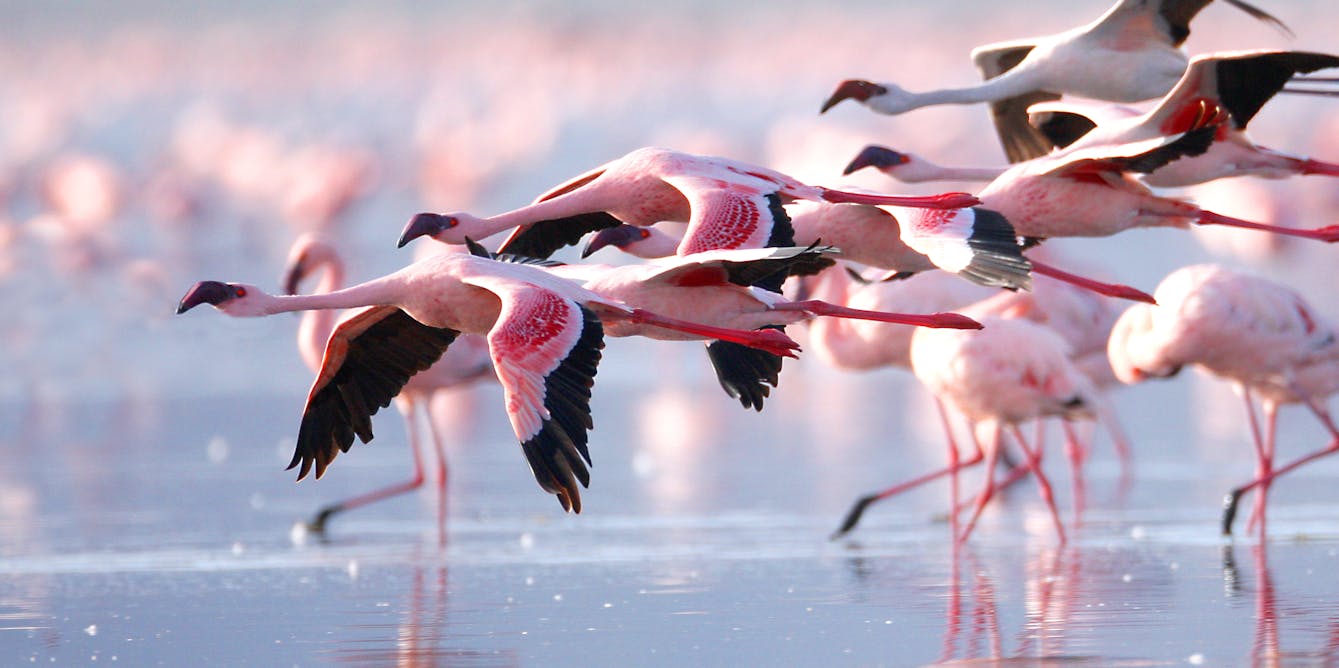 East Africa’s ‘soda lakes’ are rising, threatening their iconic flamingos