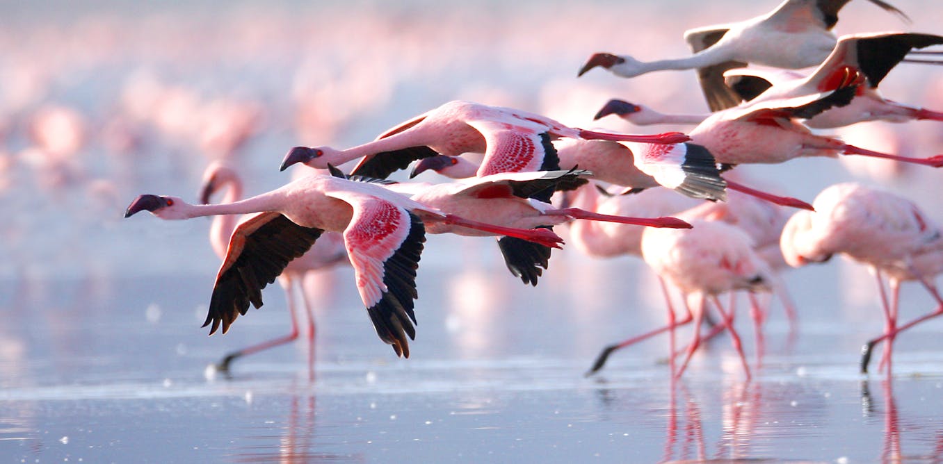 East Africa’s ‘soda lakes’ are rising, threatening their iconic flamingos