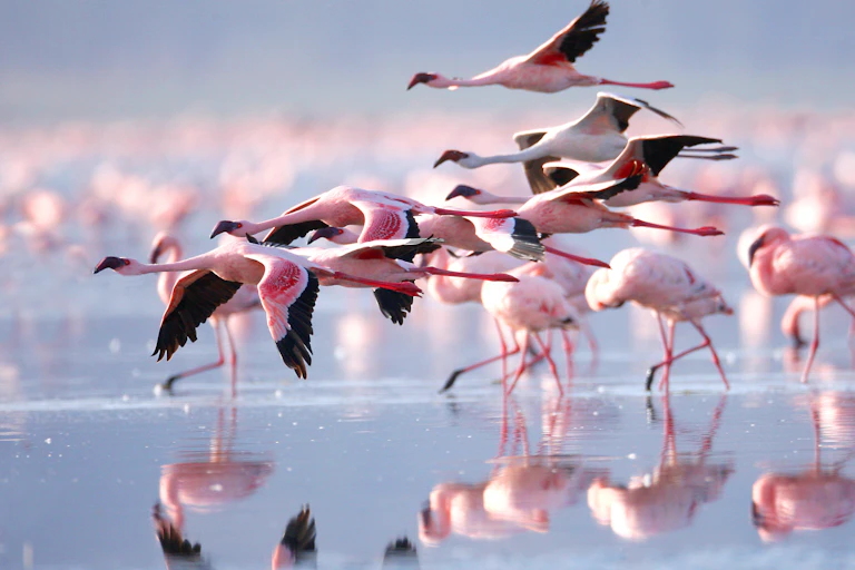 Flamingos flying above a shallow lake