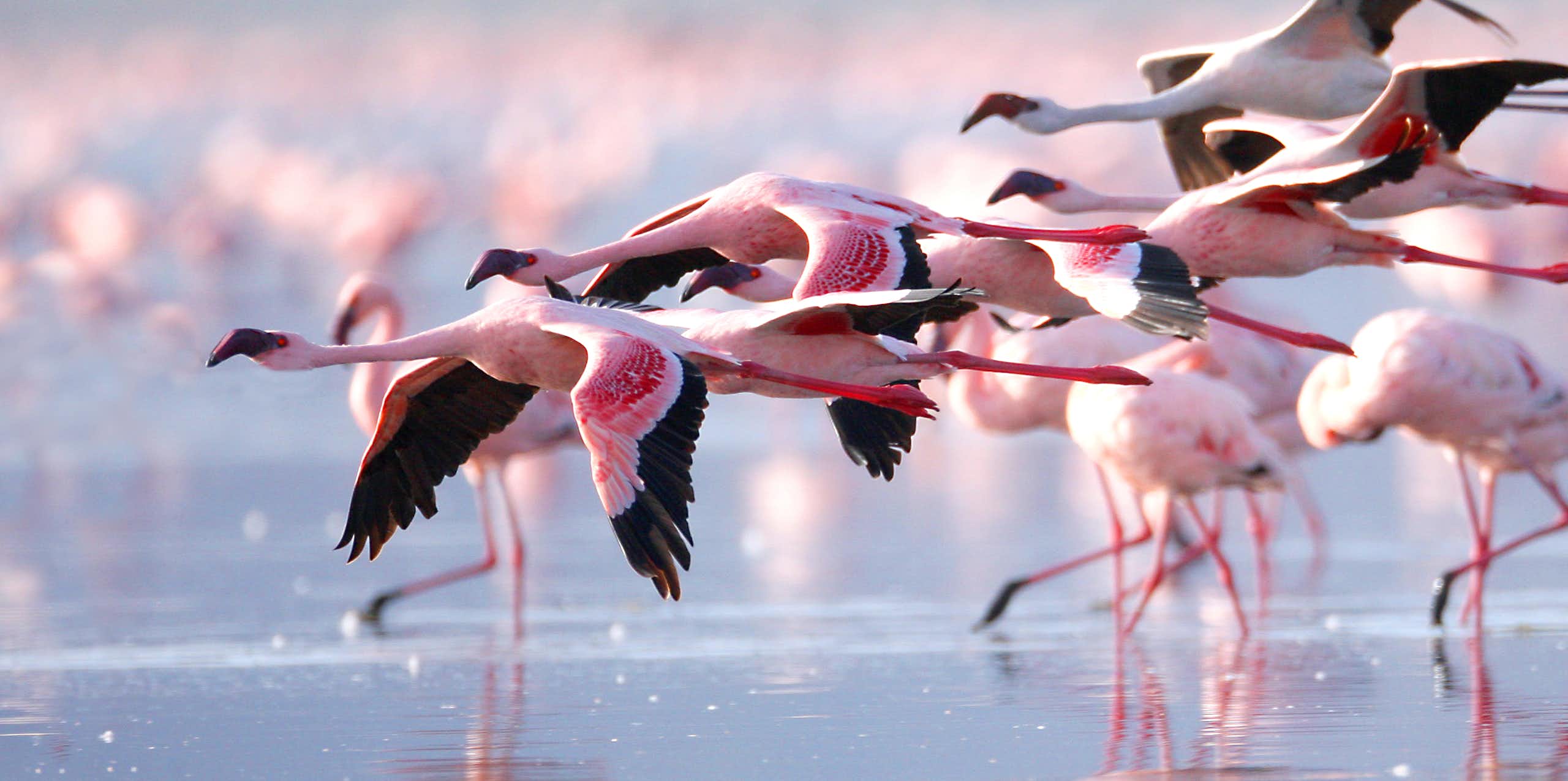 Flamingos flying above a shallow lake