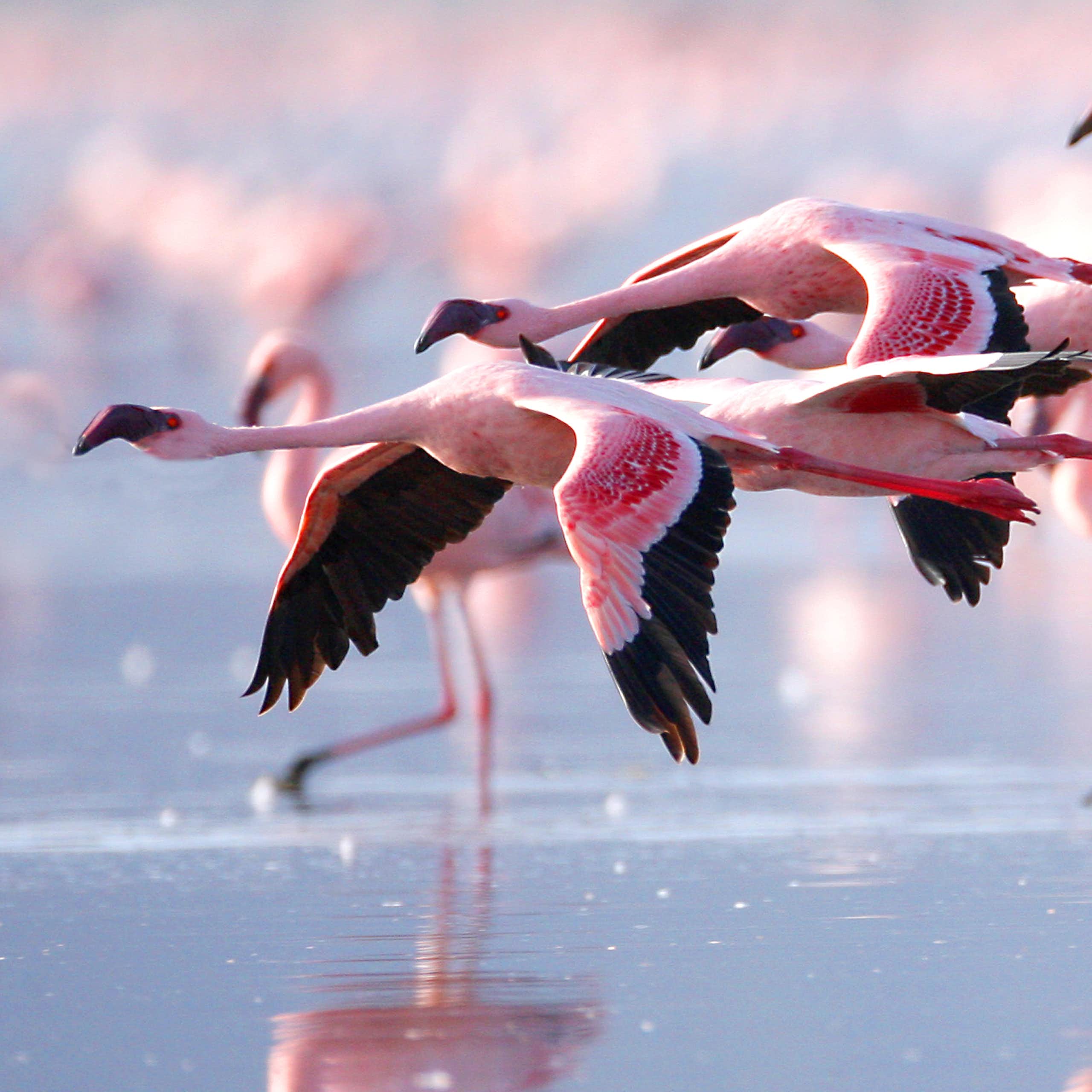 East Africa’s ‘soda lakes’ are rising, threatening their iconic flamingos