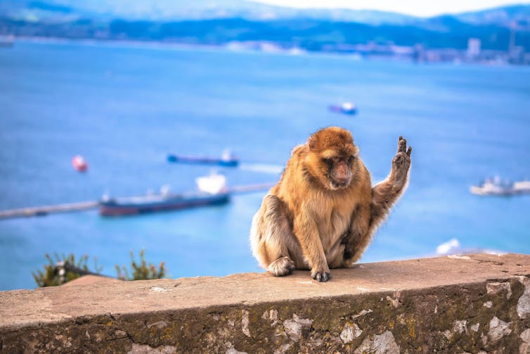 A Barbary macaque