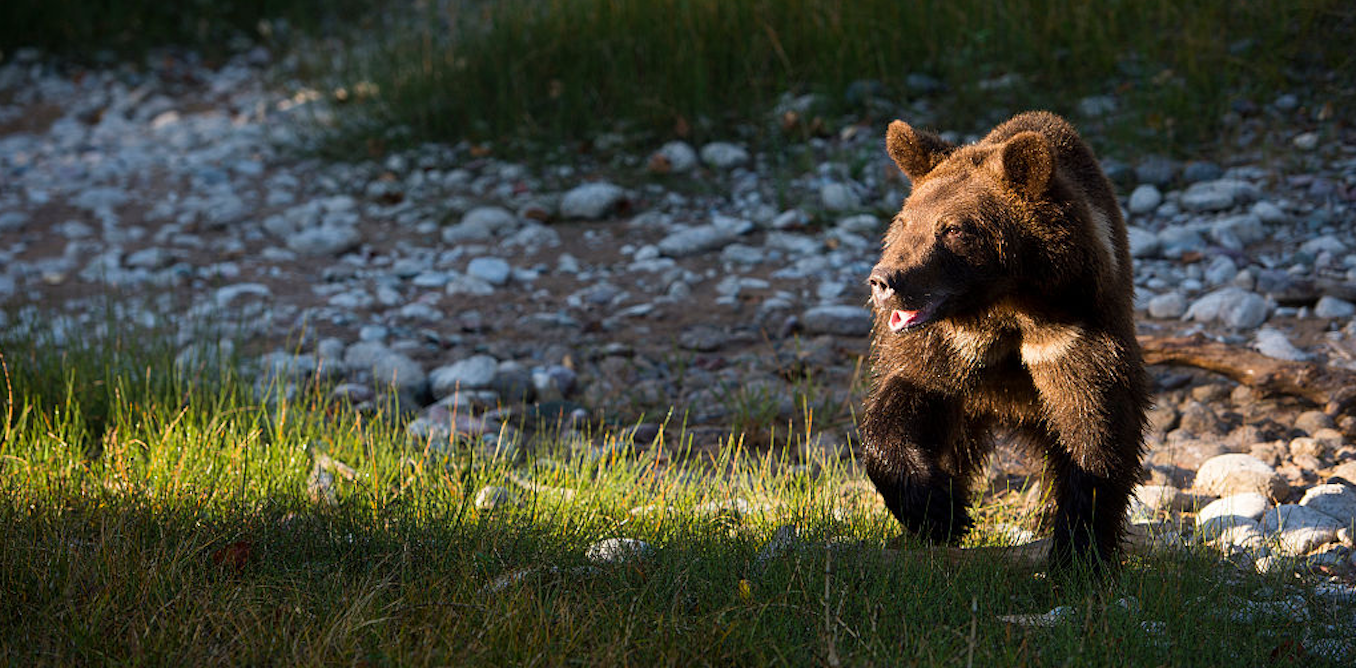 Grizzly bear conservation is as much about human relationships as it is the animals