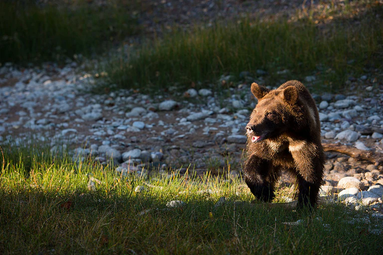 A grizzly bear walking through a patch of sunlit grass