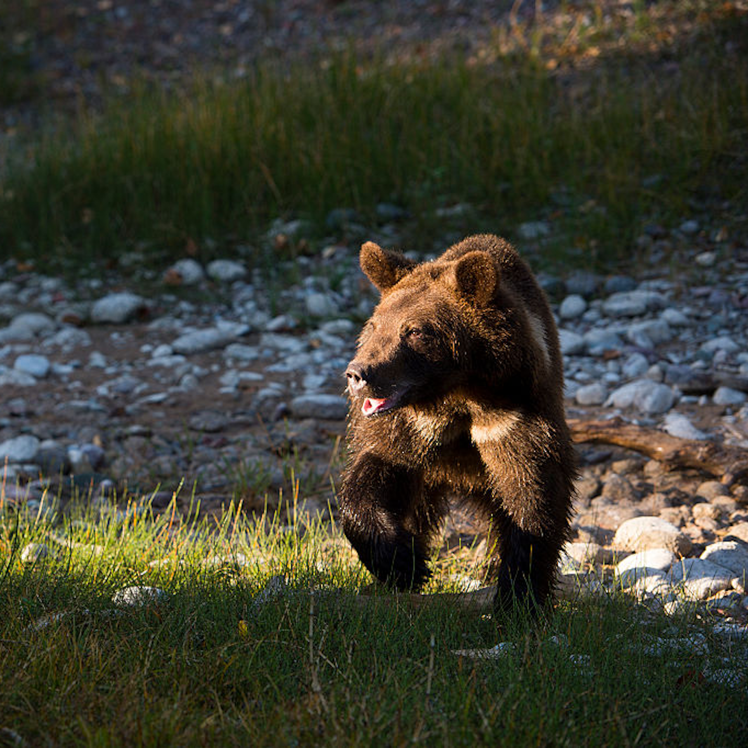 A grizzly bear walking through a patch of sunlit grass