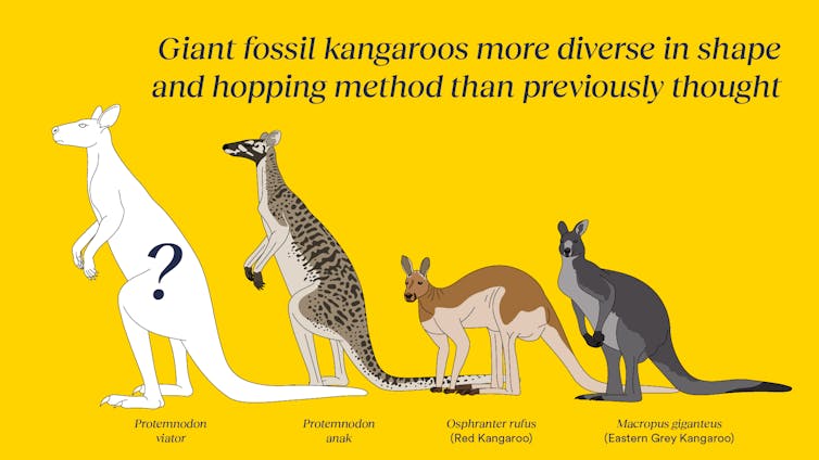 Illustration showing a big kangaroo labelled Protemnodon viator, a slightly smaller one labelled Protemnodon anak, and much smaller ones labelled red kangaroo and Eastern grey kangaroo.
