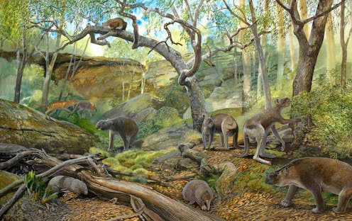 We found three new species of extinct giant kangaroo – and we don’t know why they died out when their cousins survived