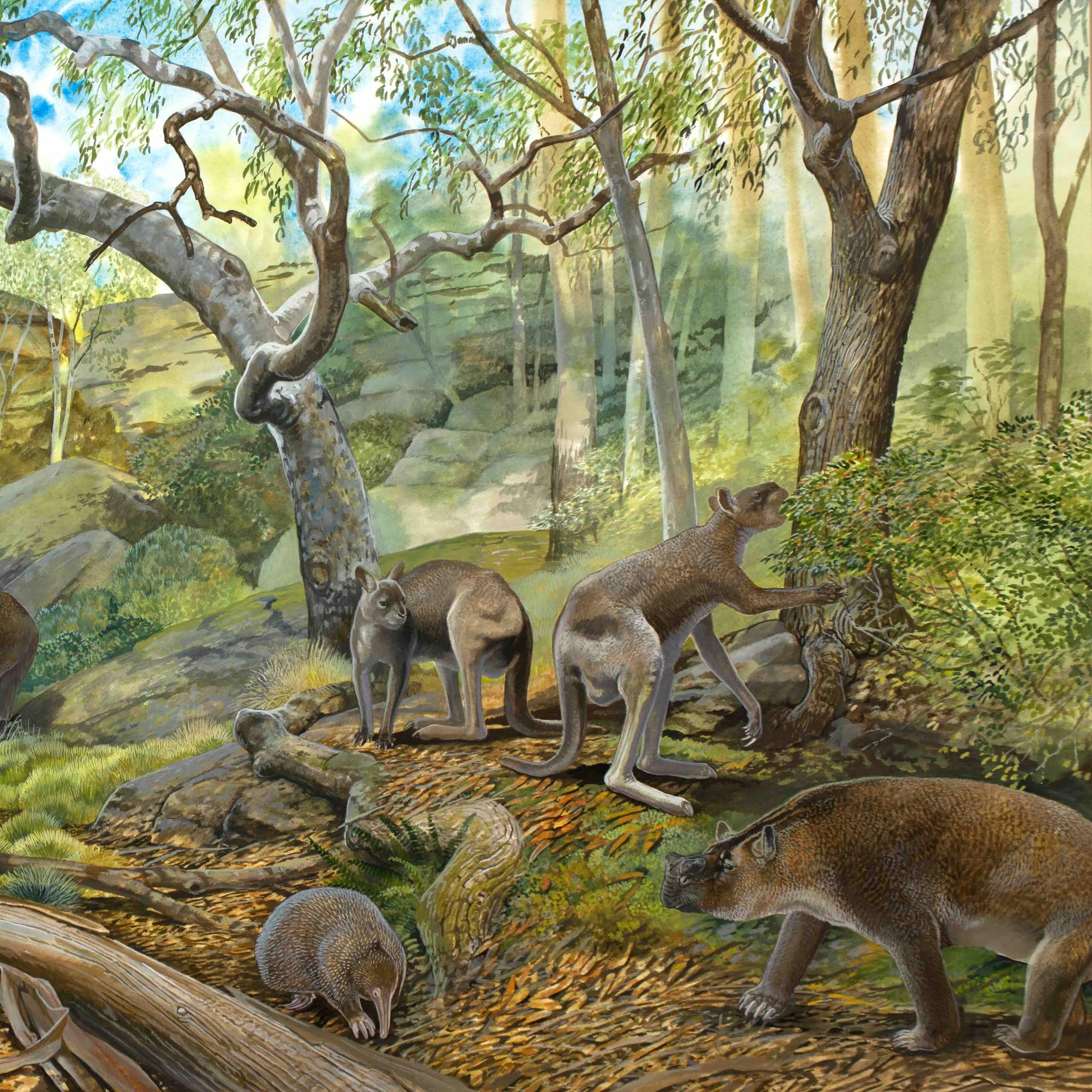 Illustration of a forest landscape populated with a variety of strange marsupials.