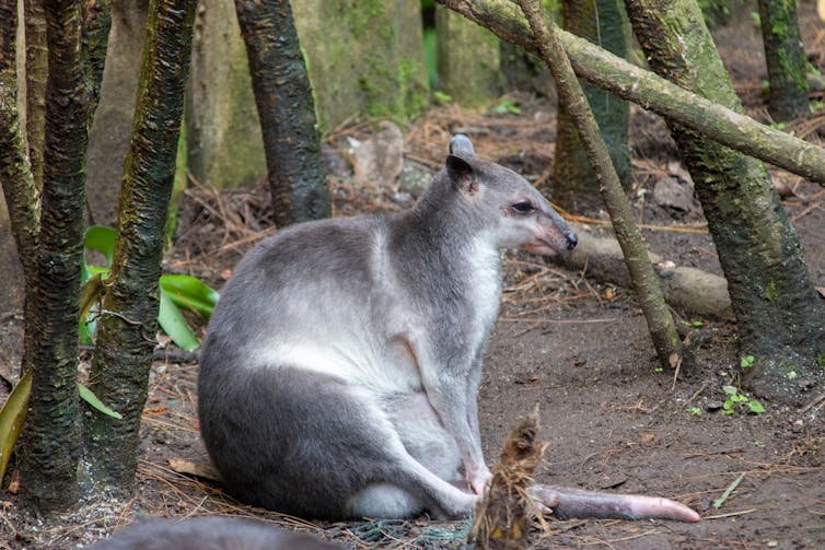 small grey wallaby