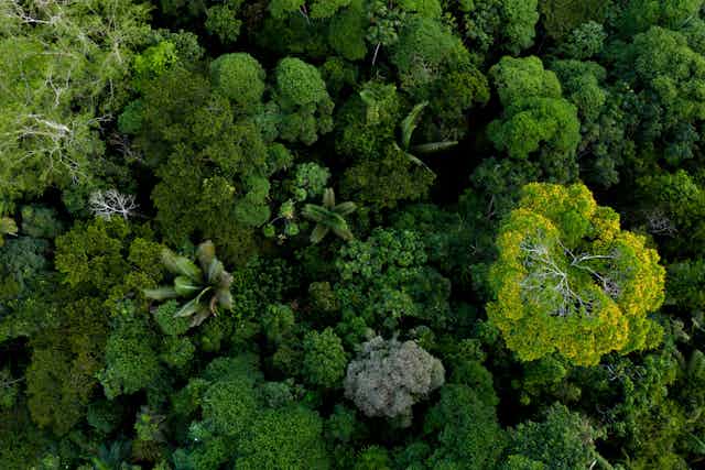 rainforest from above