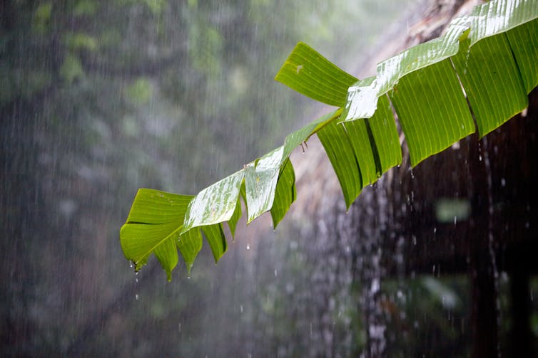 leaf in rainforest during downpour