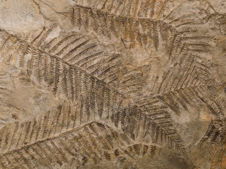 ferns imprinted in rock
