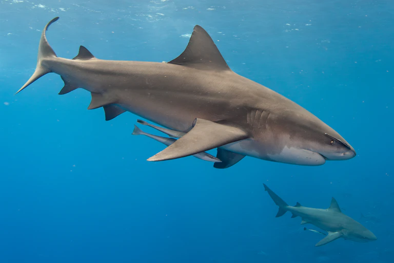 Bull sharks of various sizes swimming in one direction with light coming through the surface