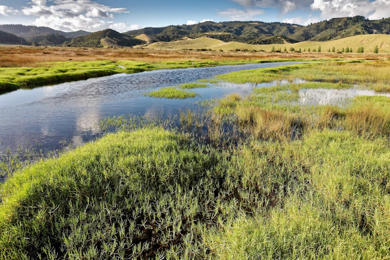 wetlands