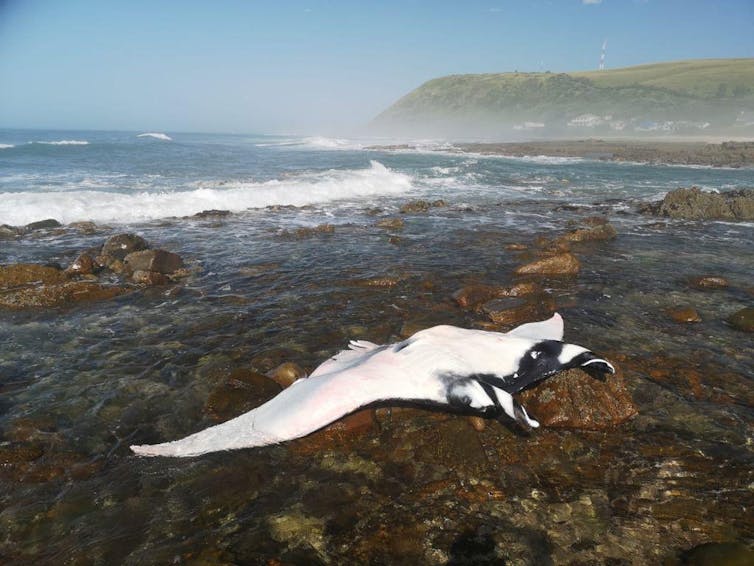A dead manta ray that washed up dead on a rocky reef